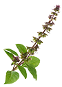 Thai Basil