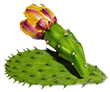 Prickly Pear